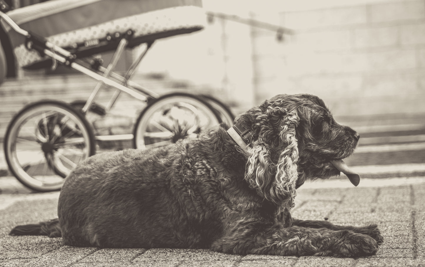 Black-and-white photo “Bee on road” by Gabriel — matte print