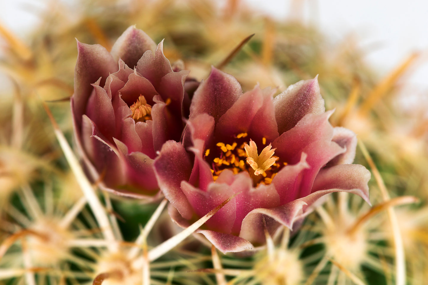 Color photo "Cactus rose" by Gabriel - glossy print