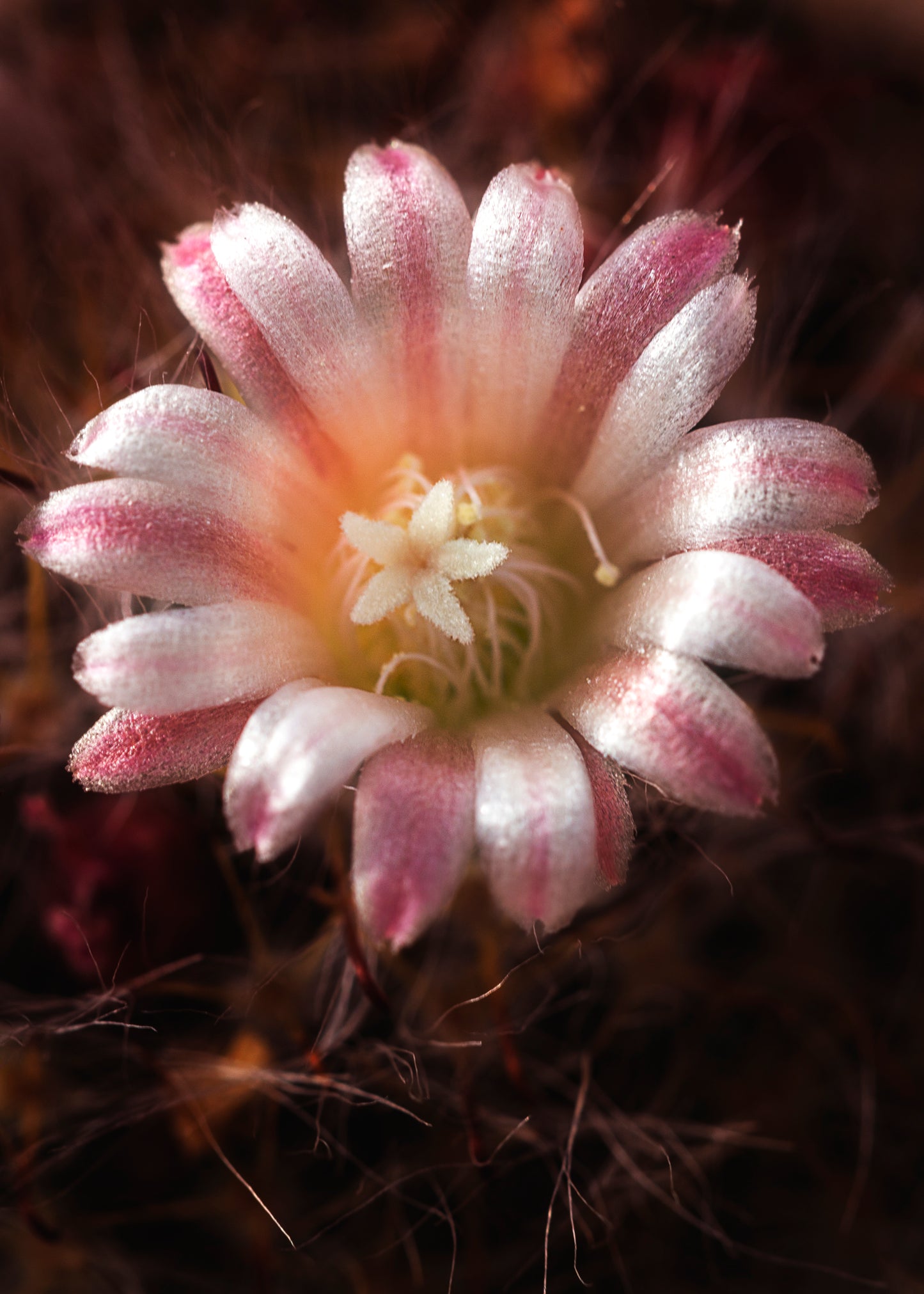 Color photo "Pink cream" by Gabriel - glossy print