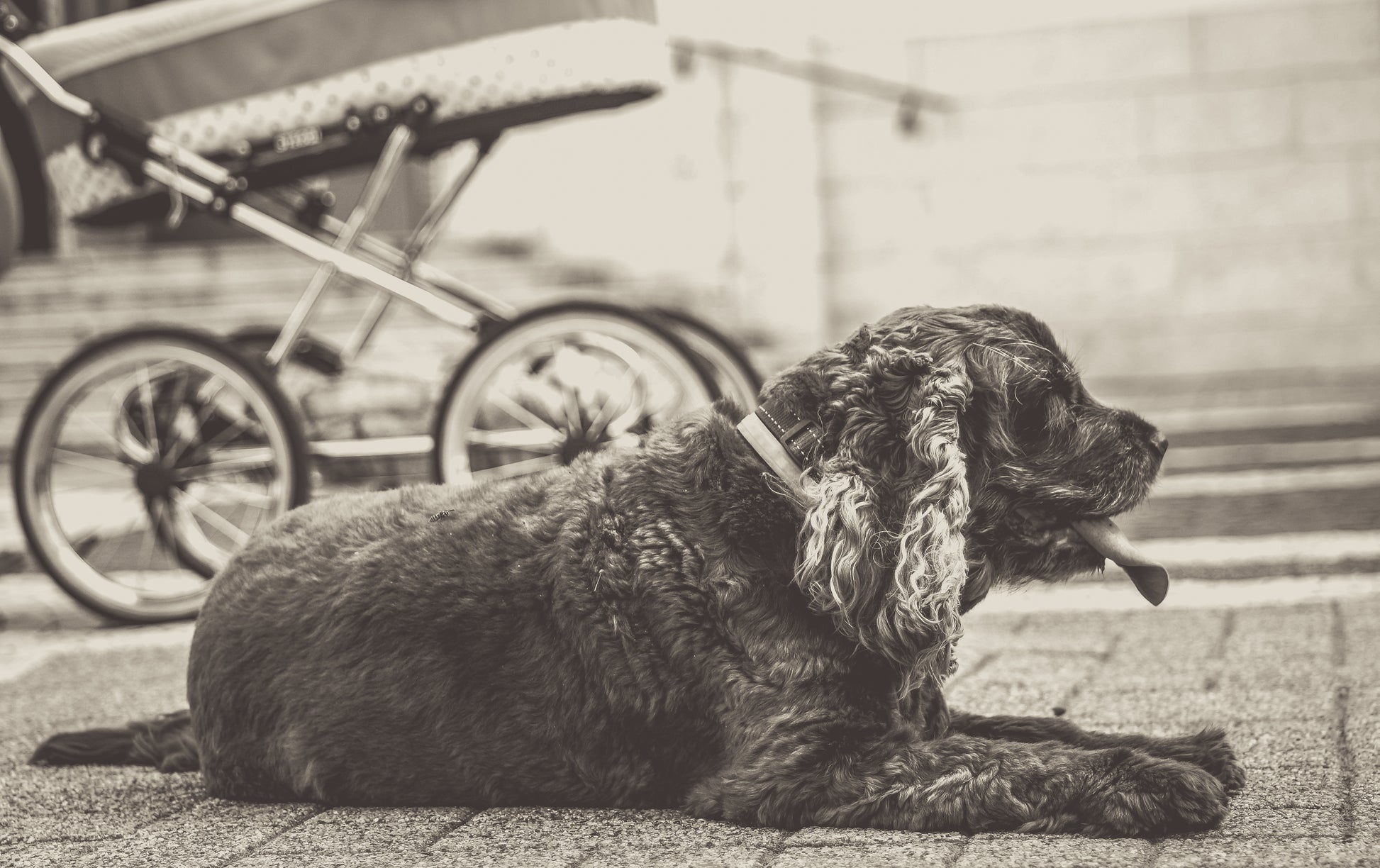 Black-and-white photo “Bee on road” by Gabriel — matte print