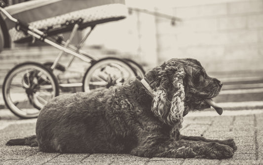 Black-and-white photo “Bee on road” by Gabriel — matte print