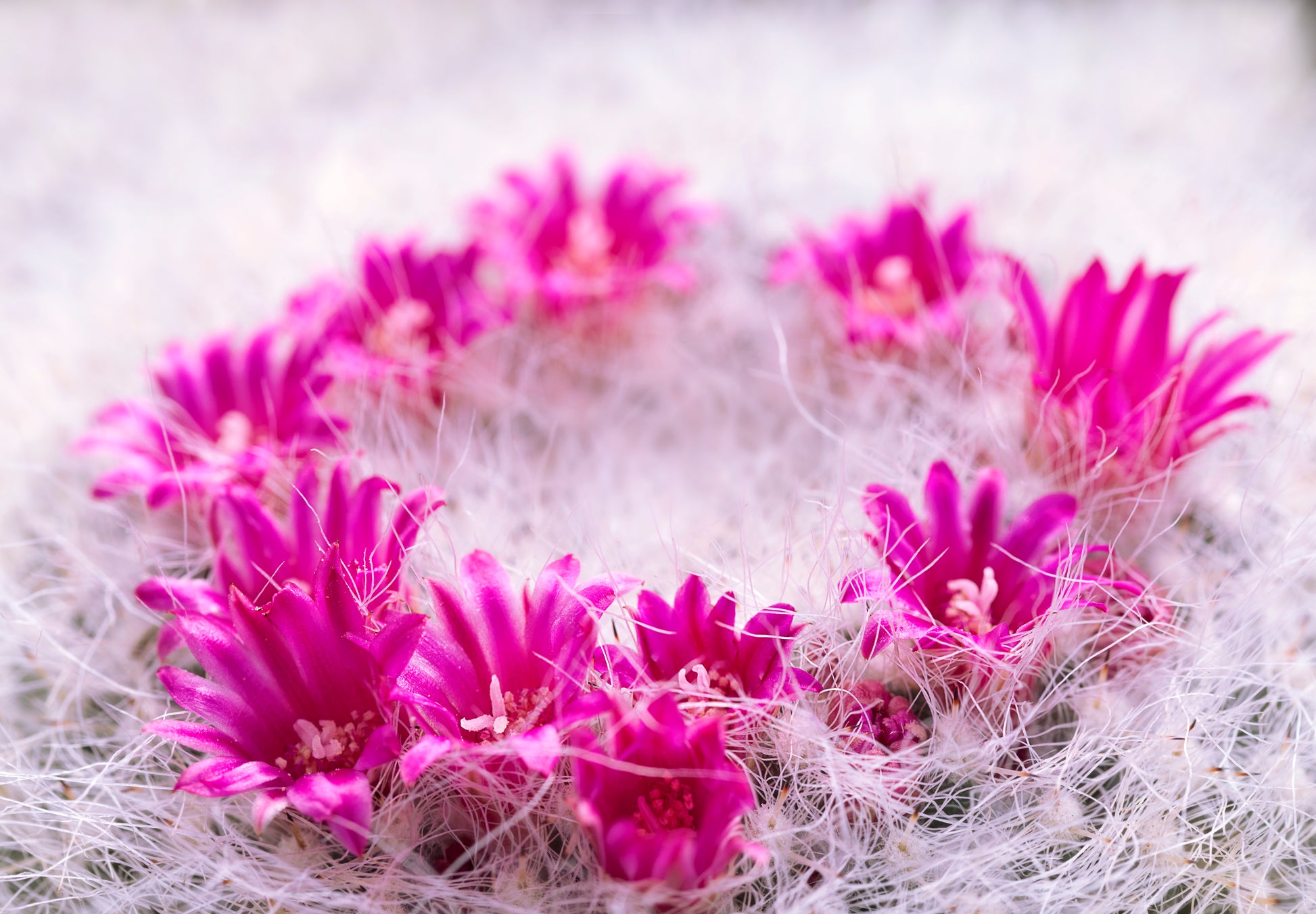 Color photo "Garland" by Gabriel - glossy print