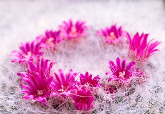 Color photo "Garland" by Gabriel - glossy print