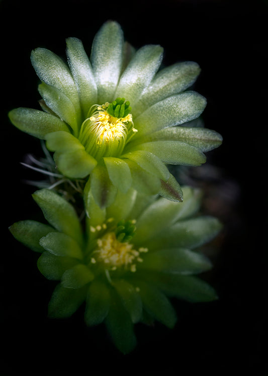 Color photo "Green light" by Gabriel - glossy print