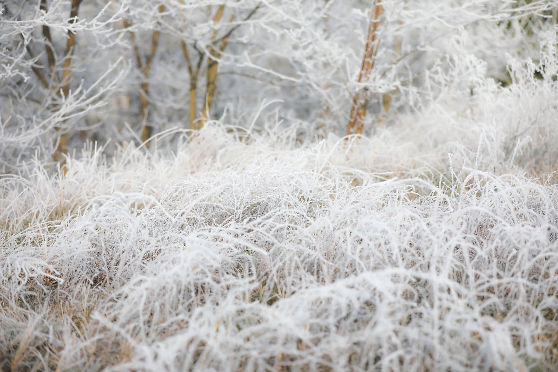 Color photo "Lichen" by Gabriel - glossy print