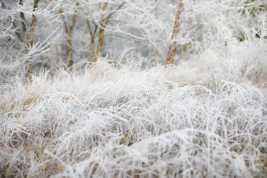 Color photo "Lichen" by Gabriel - glossy print