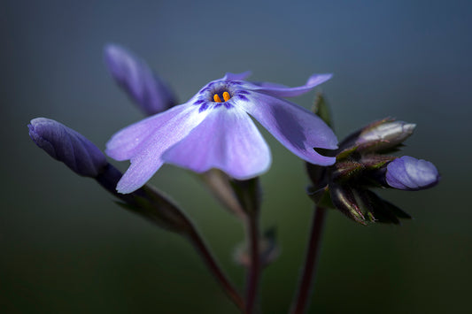 Color photo "Purple solitude" by Gabriel - glossy print