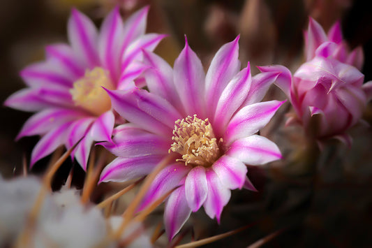 Color photo "Soft pink" by Gabriel - glossy print