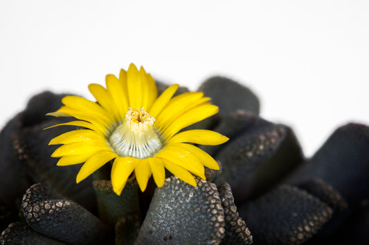 Color photo "Yellow flower" by Gabriel - glossy print